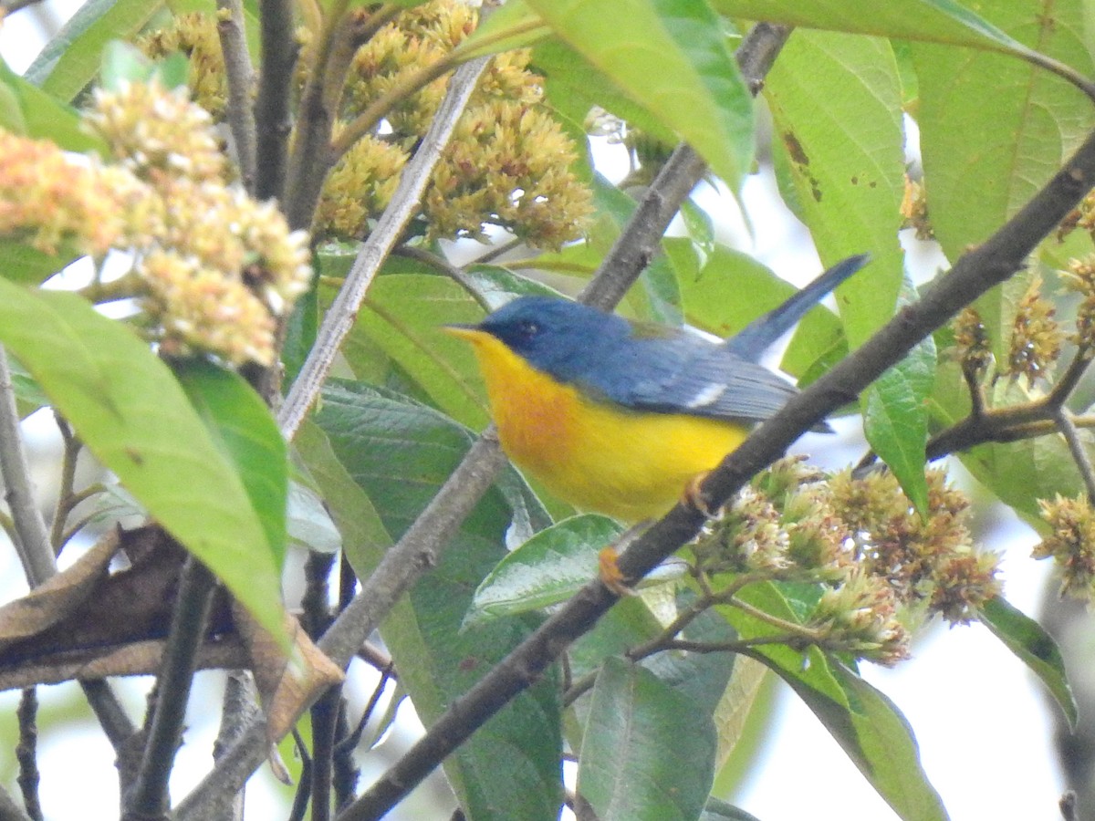 Tropical Parula - ML638381500
