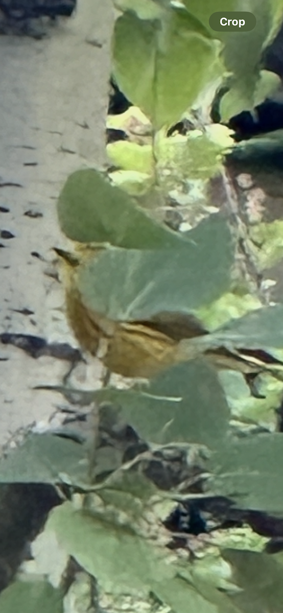 Goldwaldsänger - ML638381507