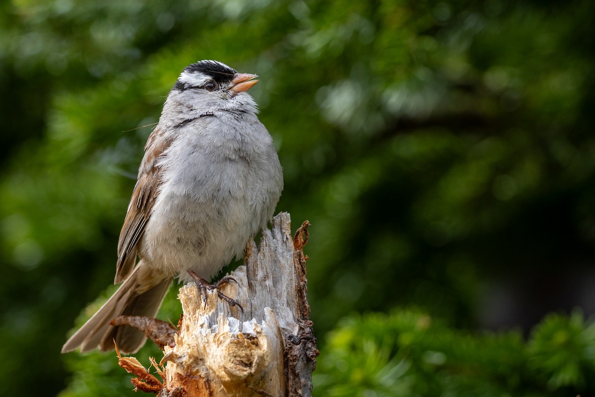 White-crowned Sparrow - ML638381511