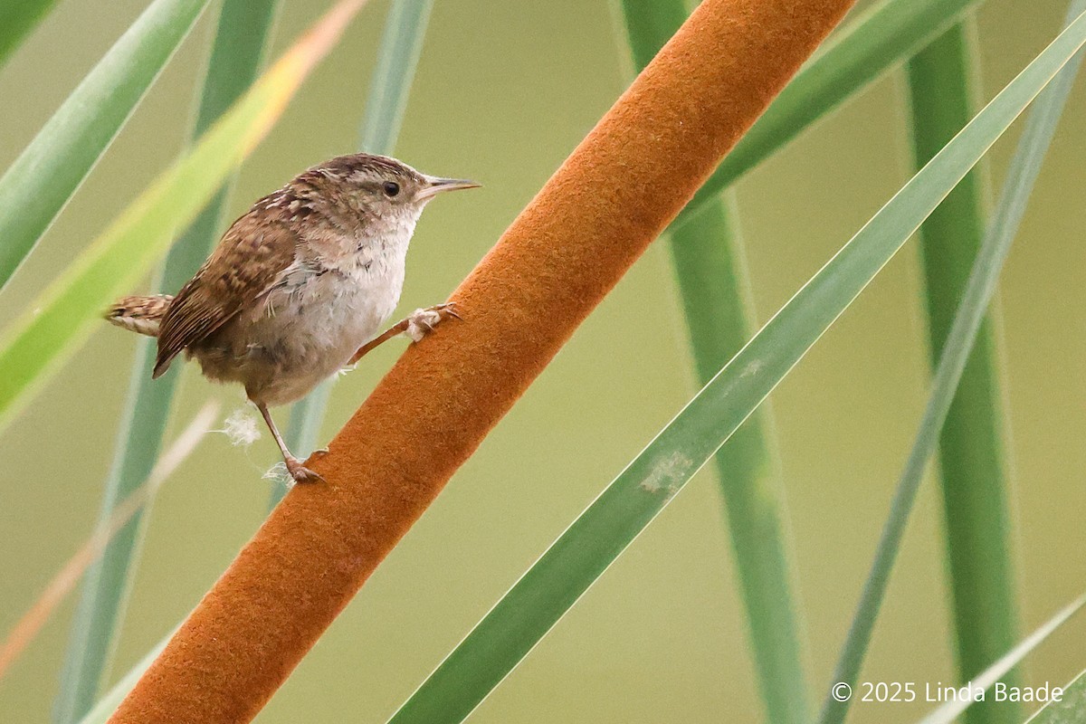 Marsh Wren - ML638381514
