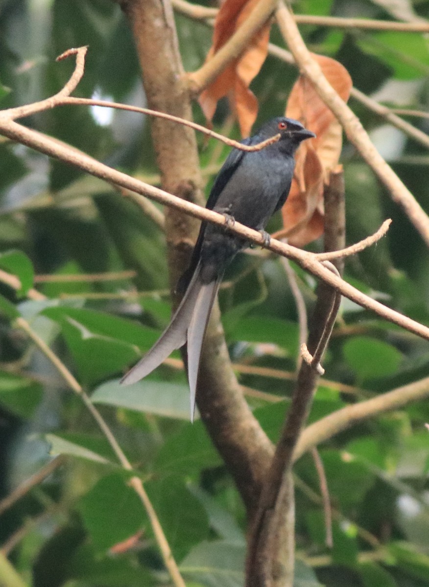 askedrongo - ML638381519