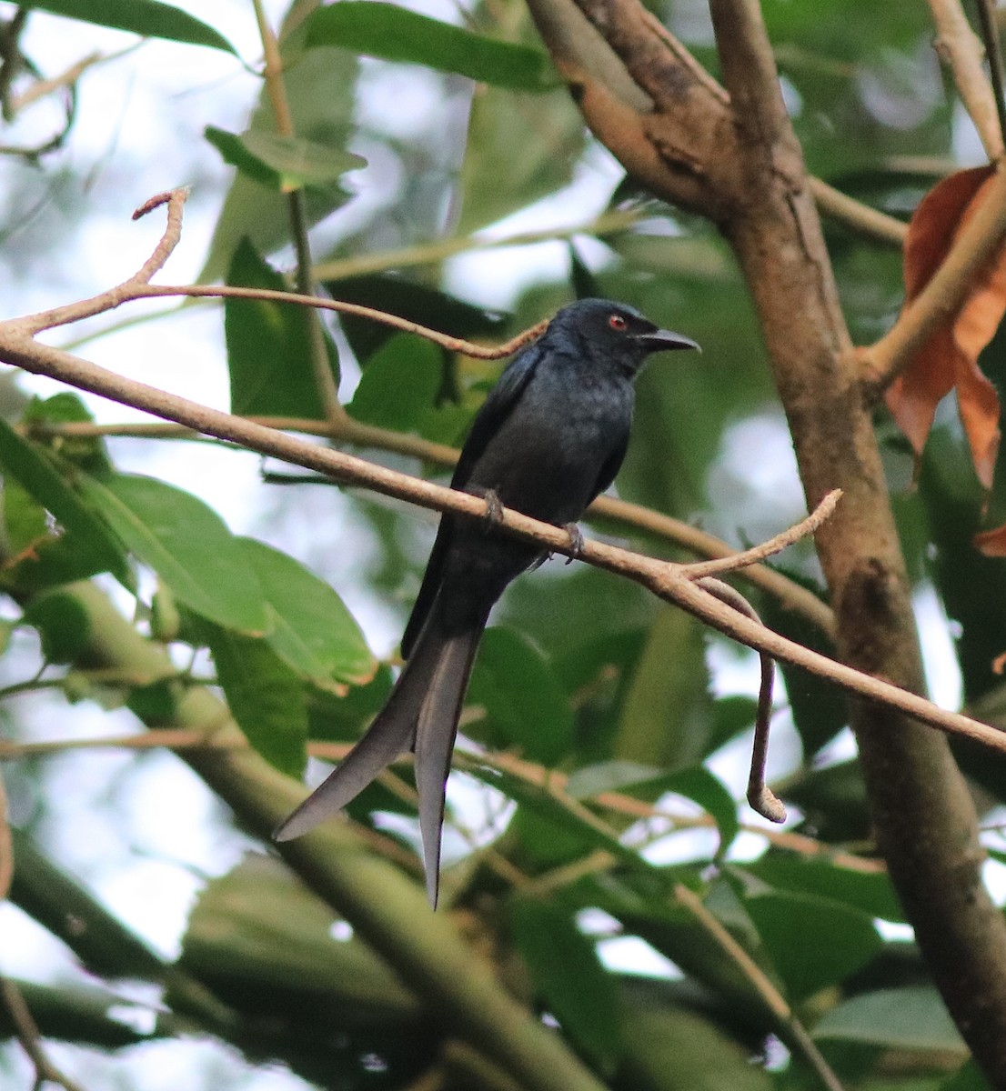 askedrongo - ML638381520