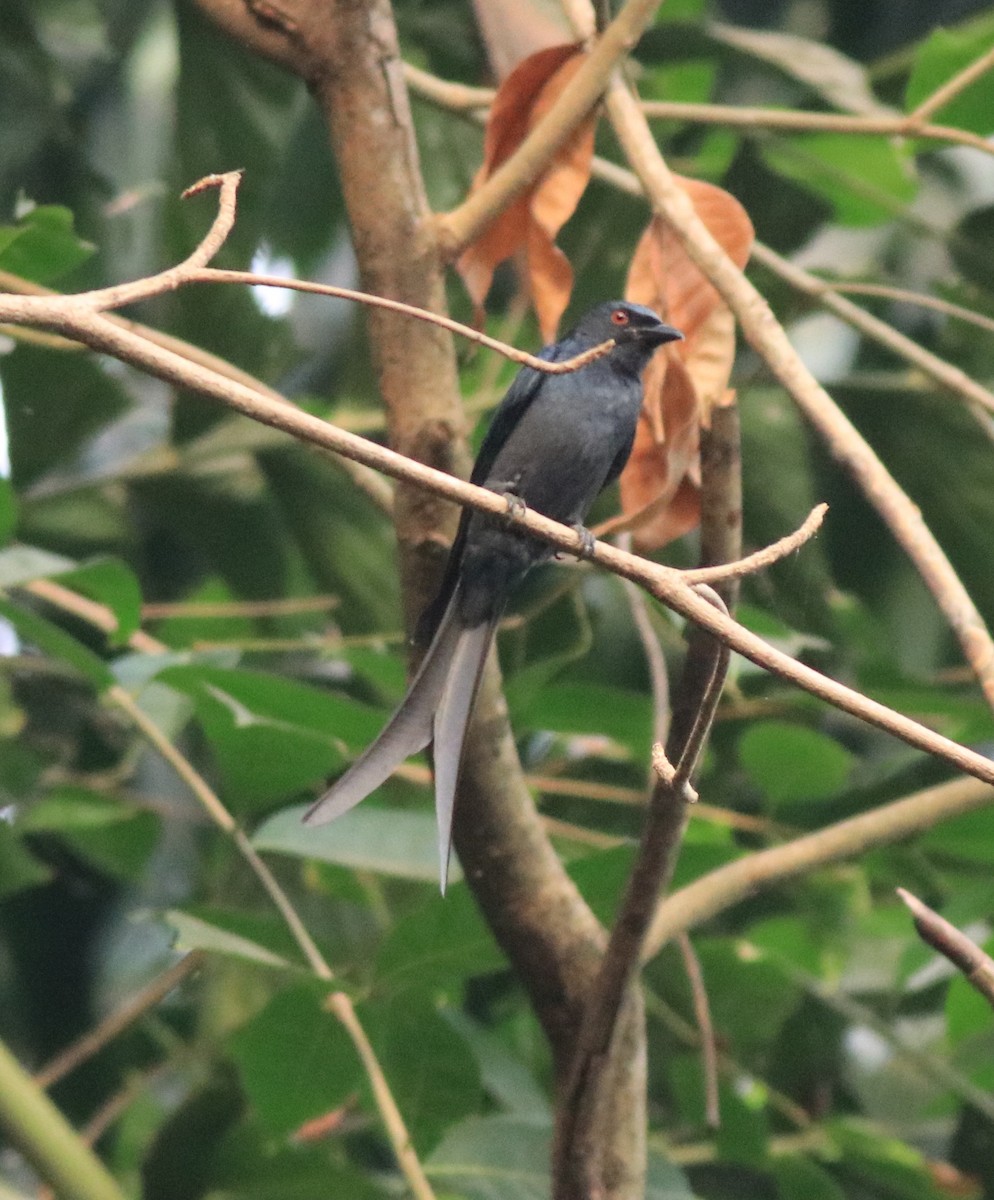 askedrongo - ML638381521