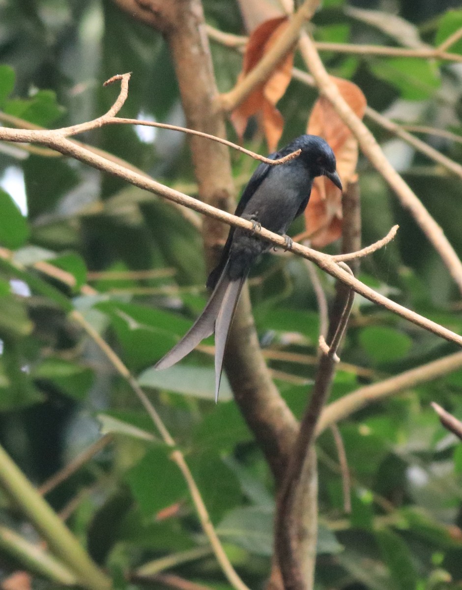 askedrongo - ML638381522