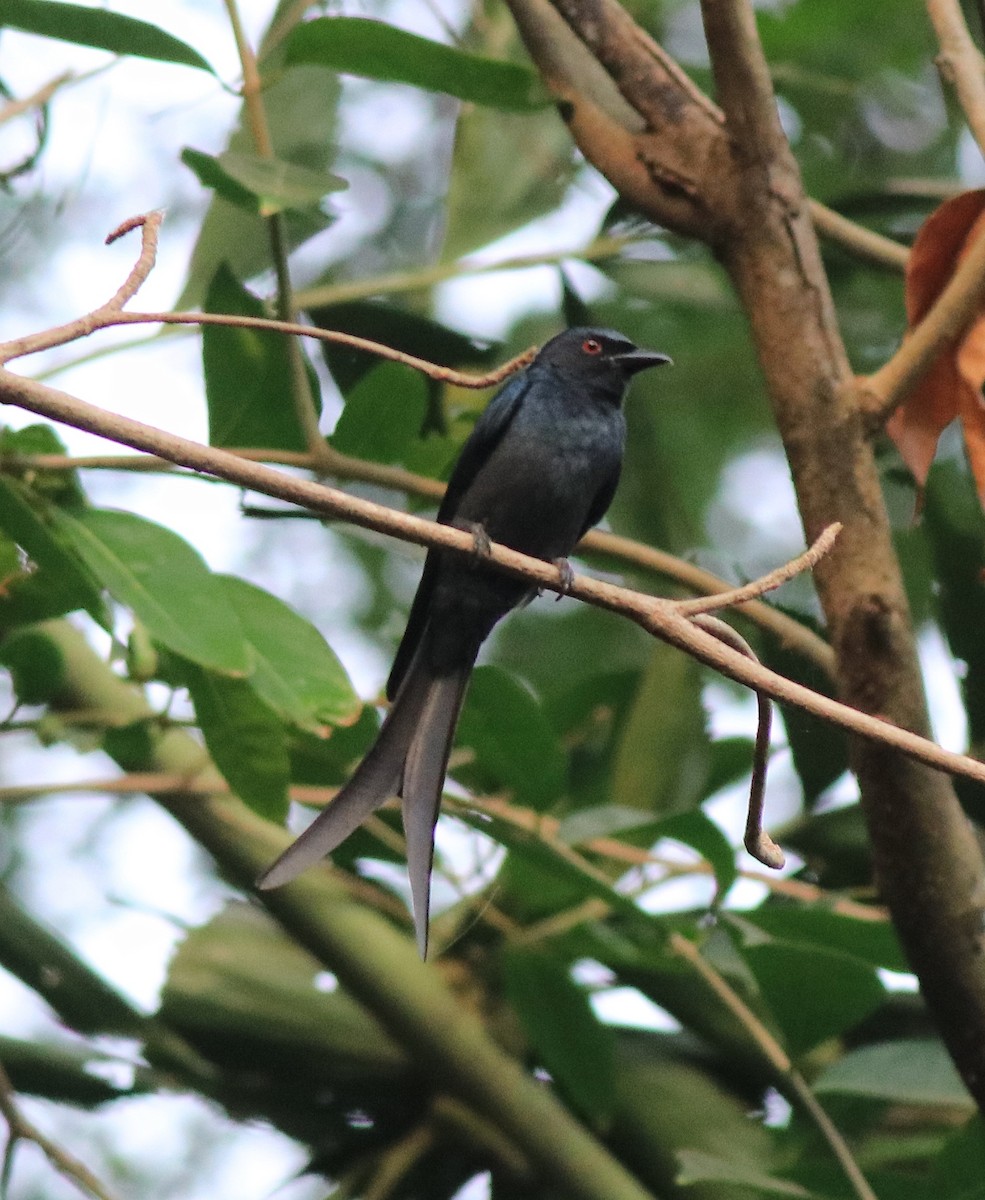 askedrongo - ML638381523