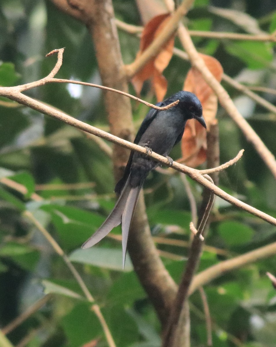 askedrongo - ML638381524