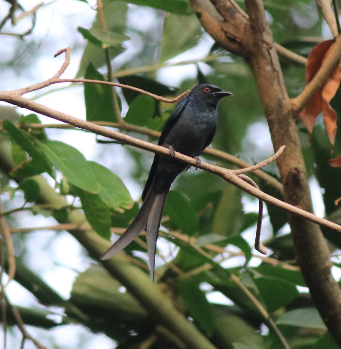 askedrongo - ML638381525