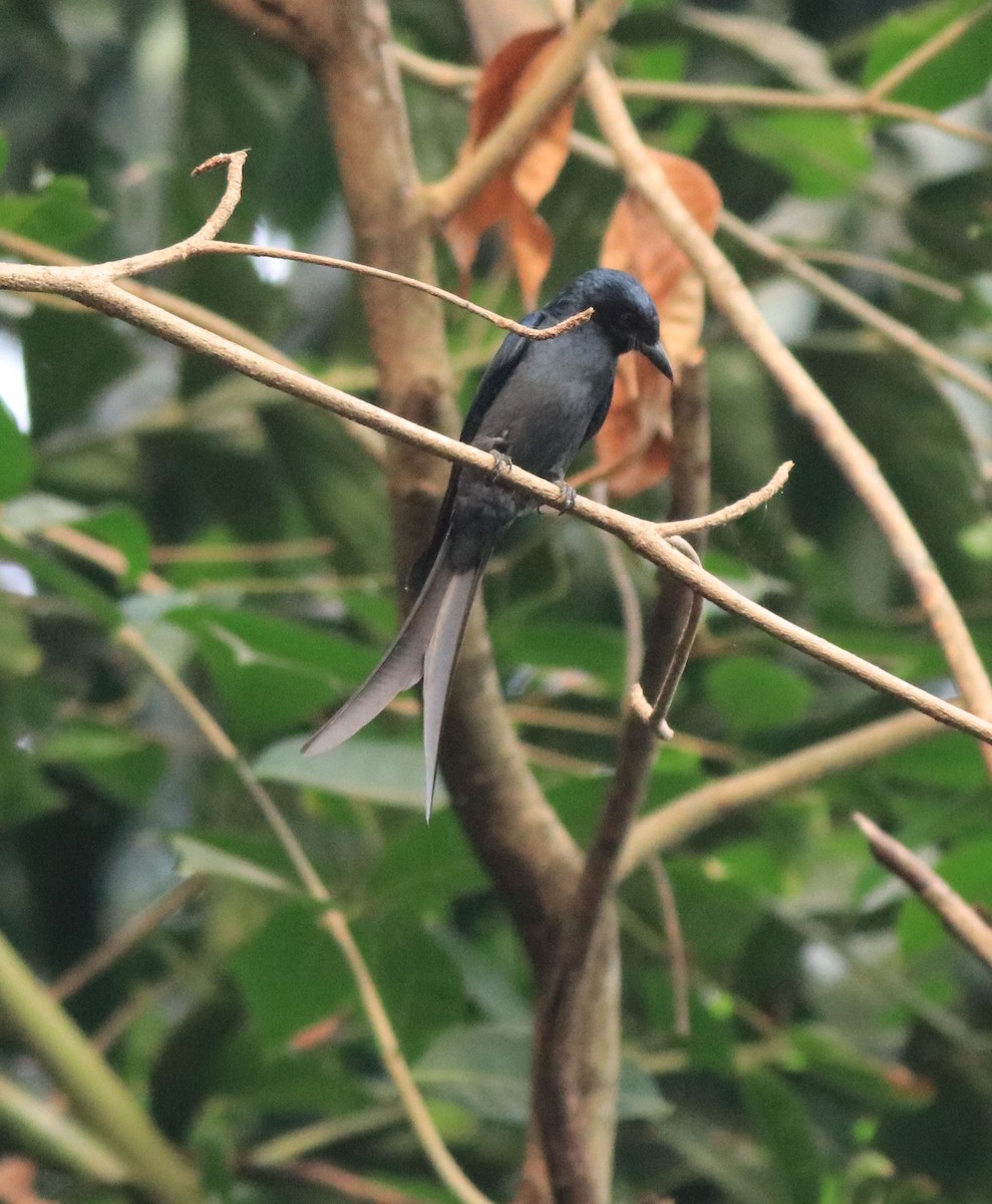 askedrongo - ML638381526