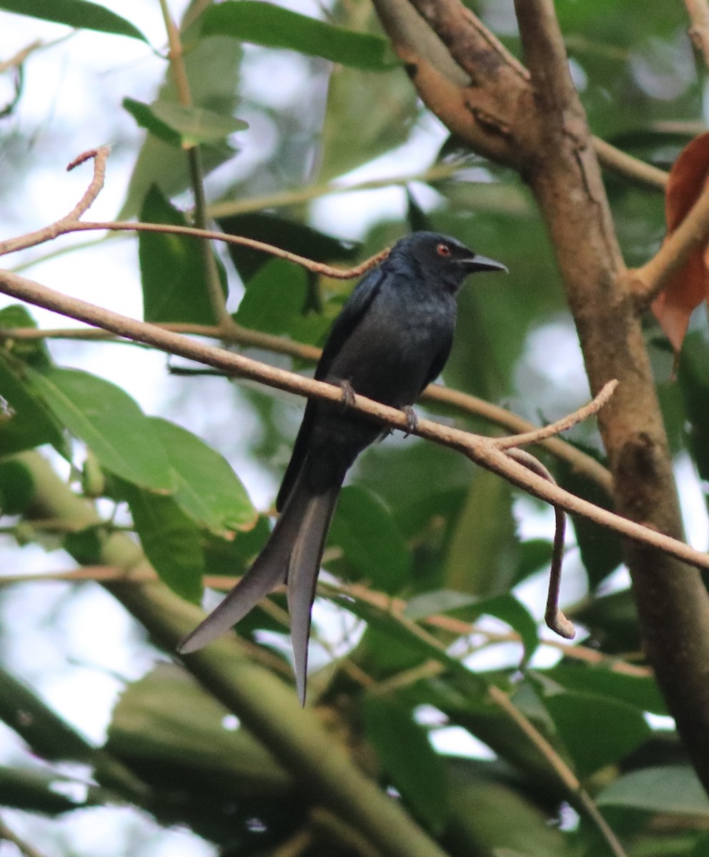 askedrongo - ML638381527