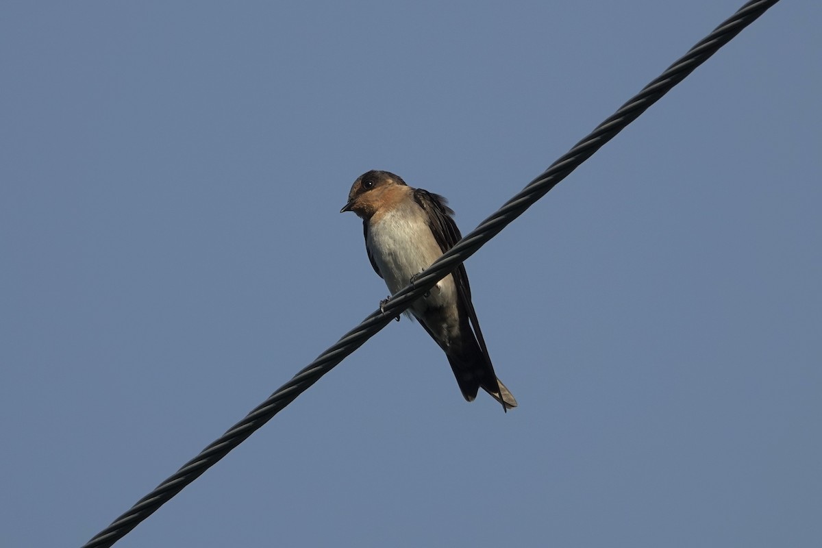 Pacific Swallow - ML638381556