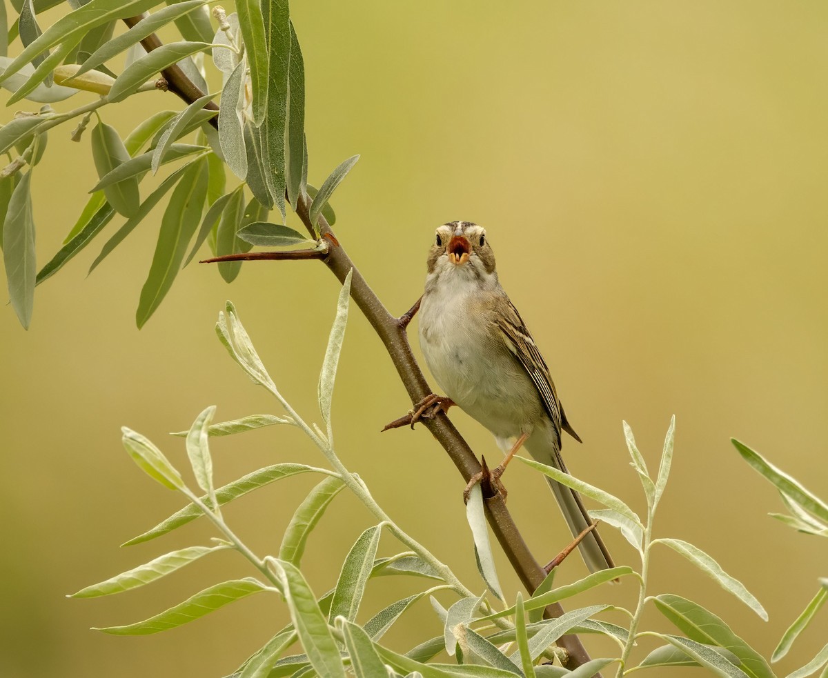 Clay-colored Sparrow - ML638381584