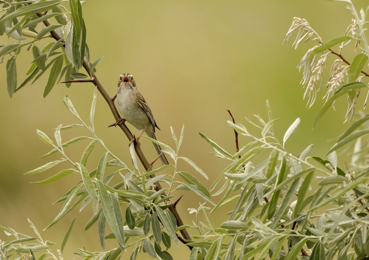 Clay-colored Sparrow - ML638381585