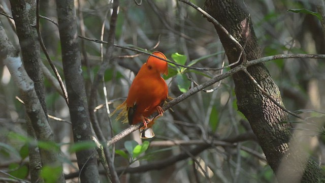 Guianan Cock-of-the-rock - ML638381604