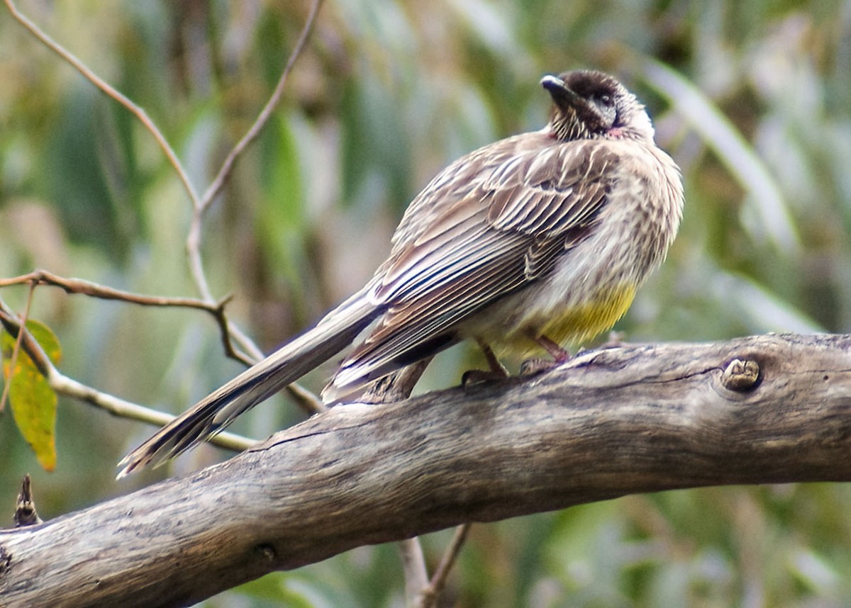 Red Wattlebird - ML638381608