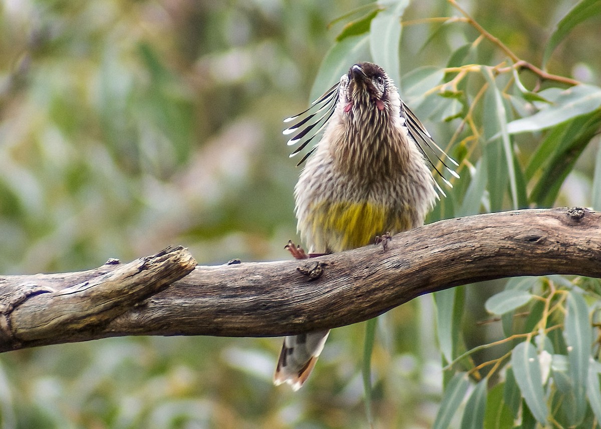 Red Wattlebird - ML638381609