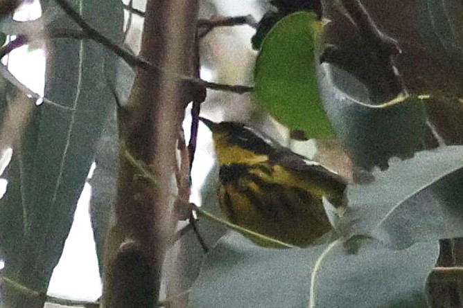 Magnolia Warbler - ML638381612