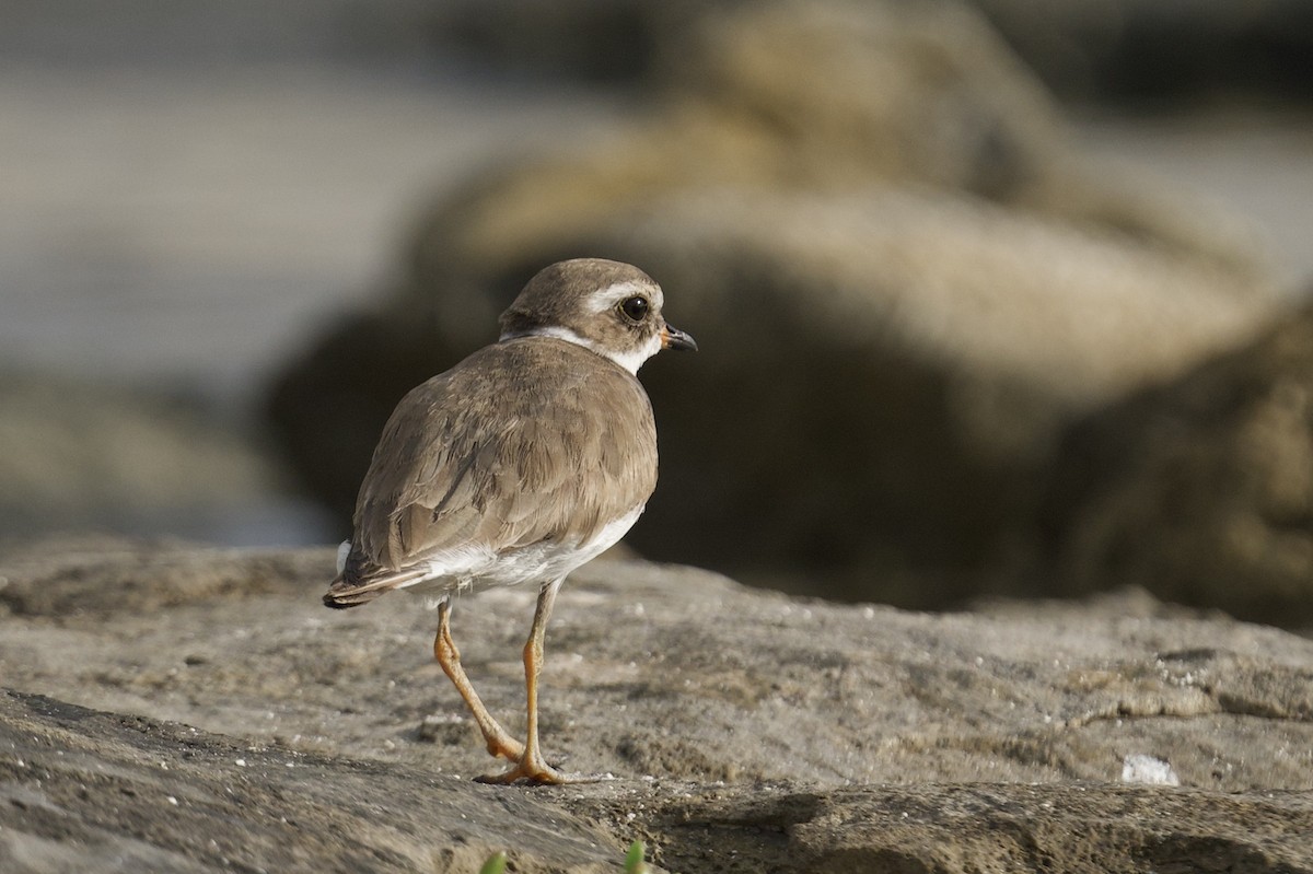 Semipalmated Plover - ML638381617
