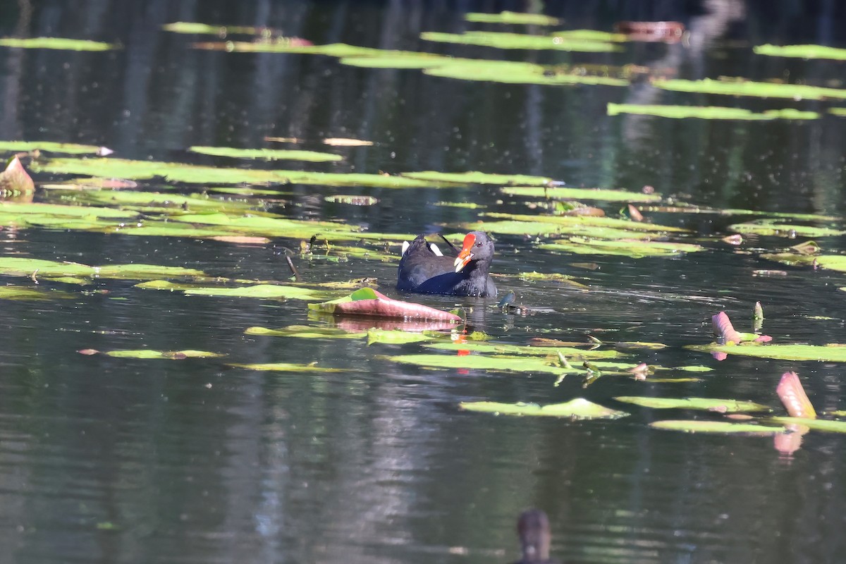 Dusky Moorhen - ML638381626