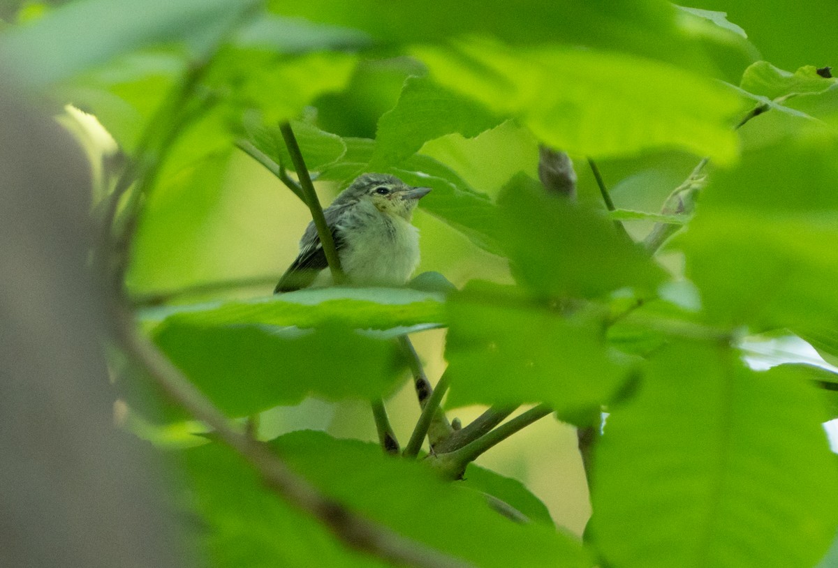 Yellow-throated Vireo - ML638381628