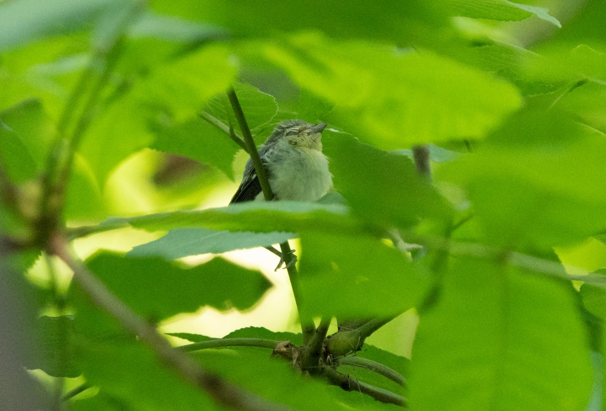 Yellow-throated Vireo - ML638381629