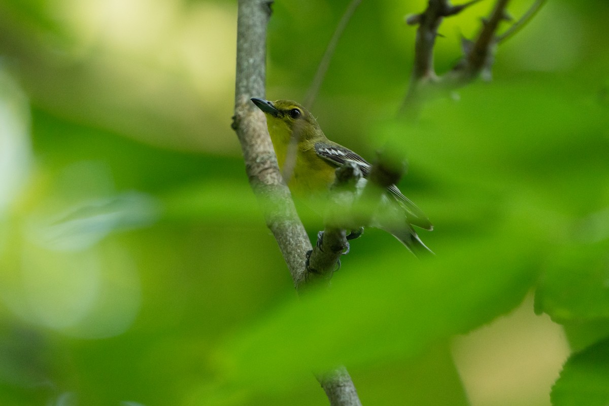 Yellow-throated Vireo - ML638381630