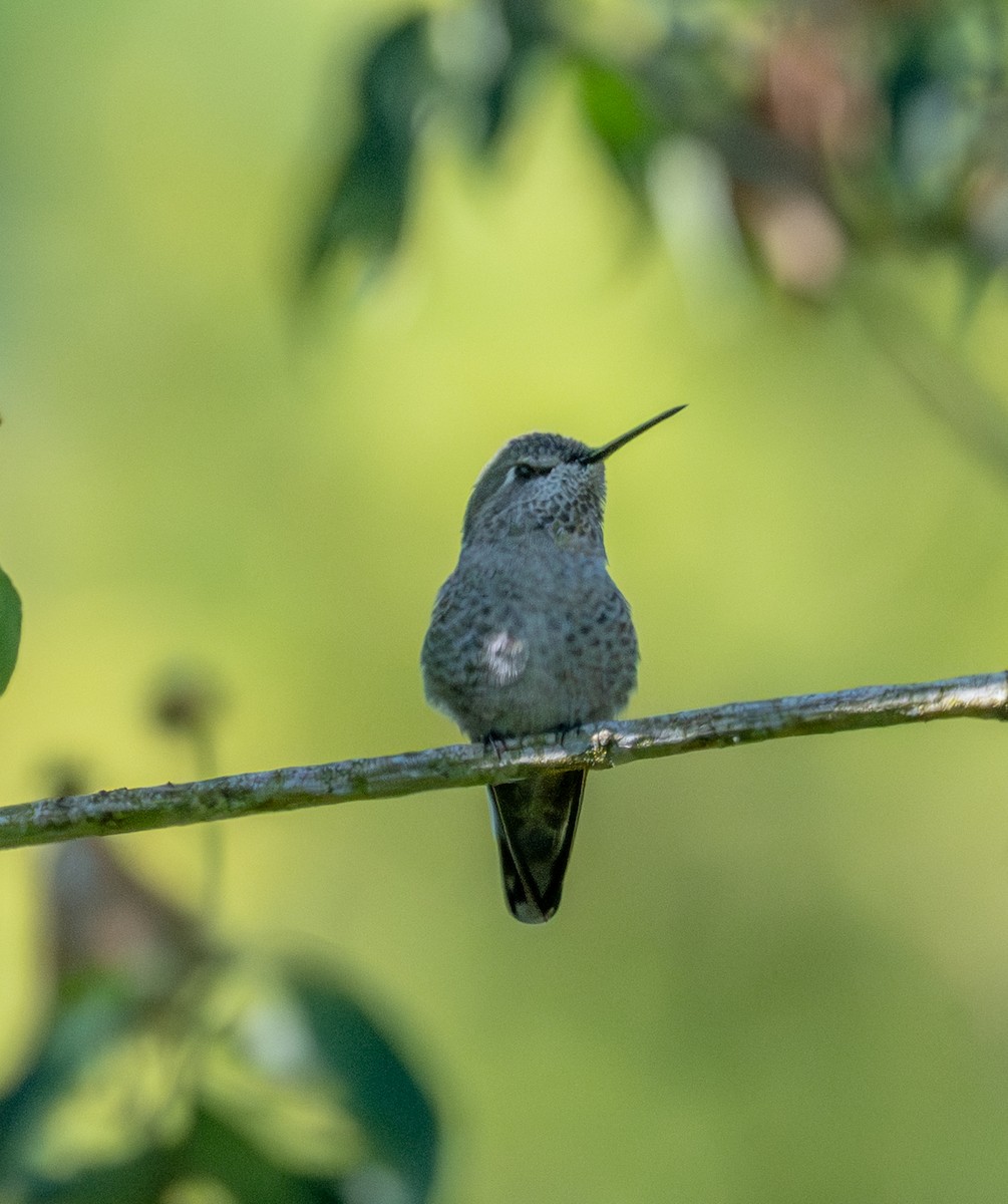 Anna's Hummingbird - ML638381641