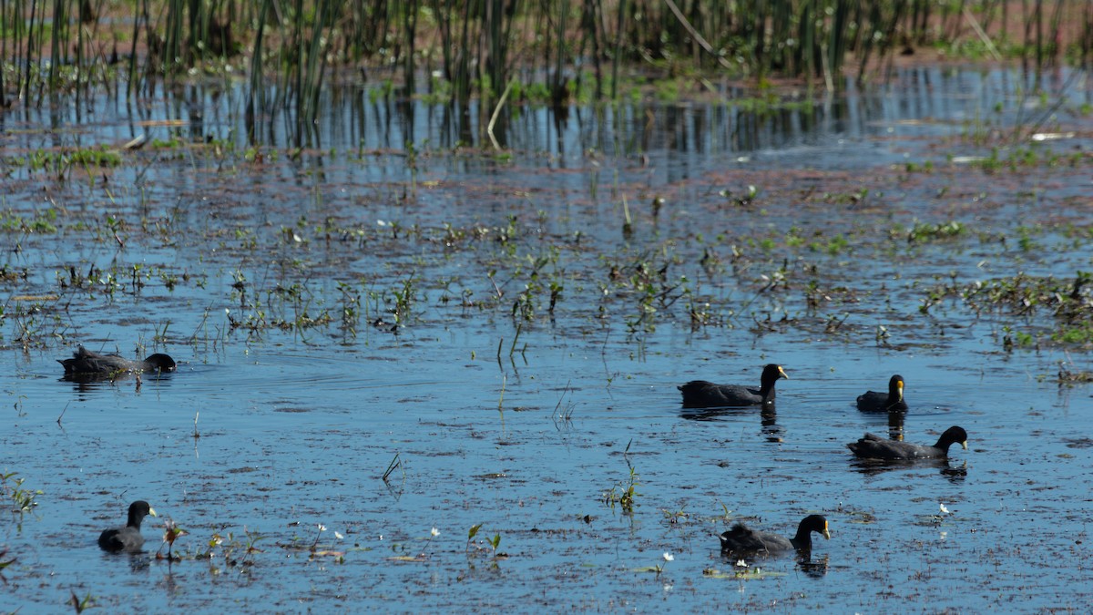 White-winged Coot - ML638381642