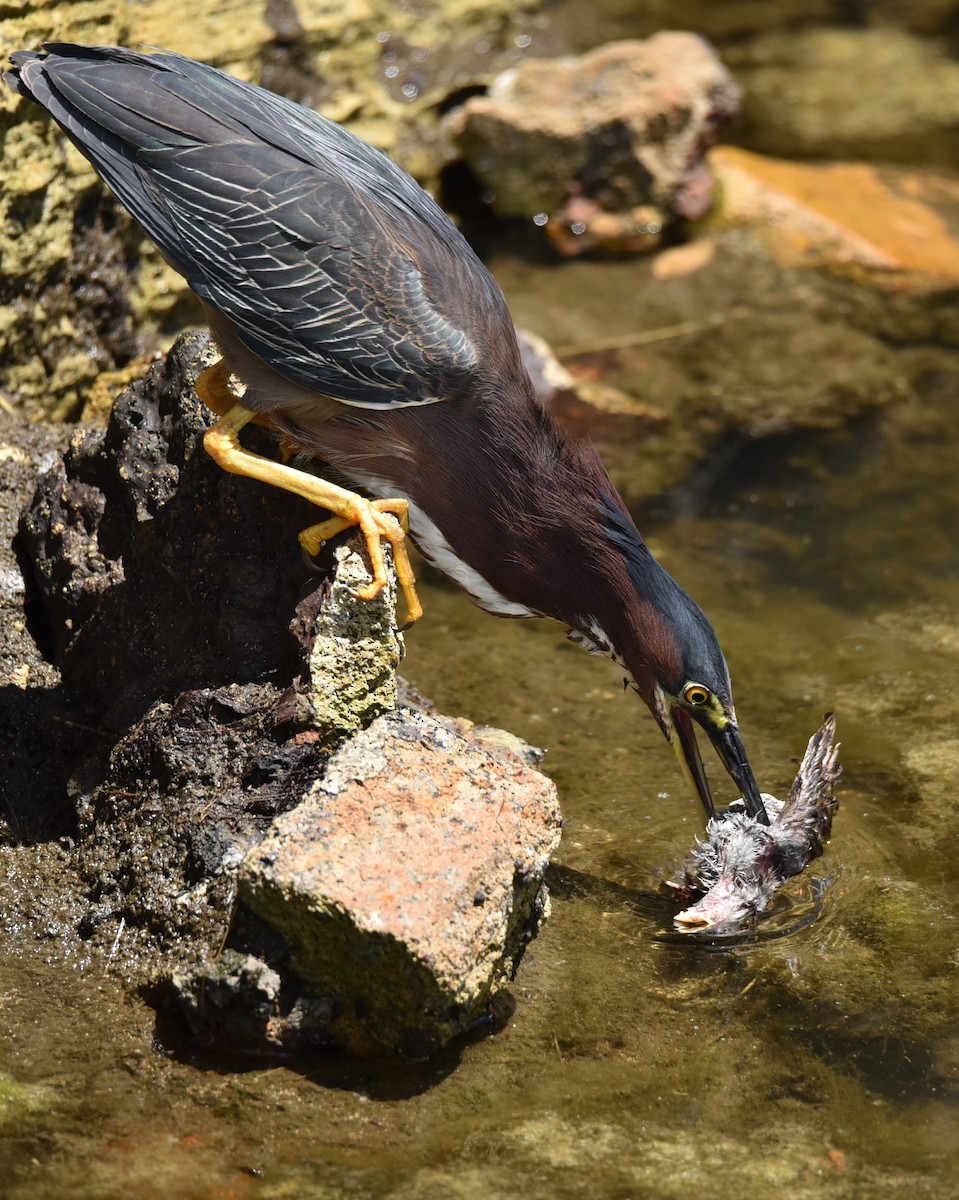 Green Heron - ML638381652