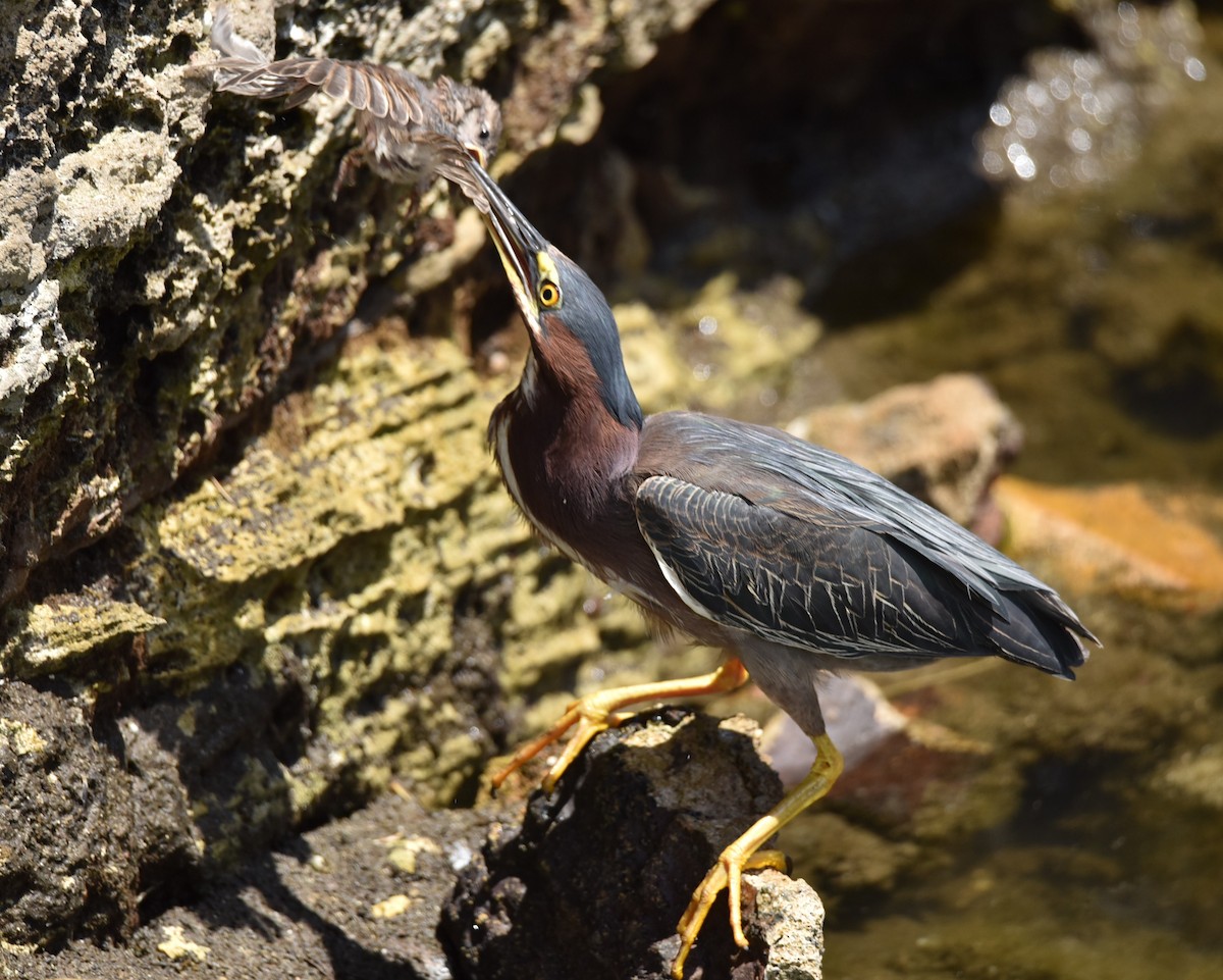 Green Heron - ML638381653