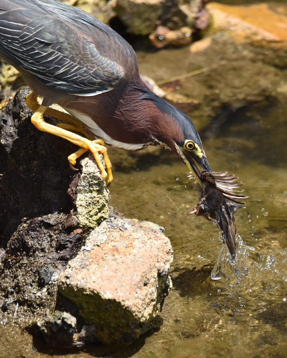 Green Heron - ML638381655