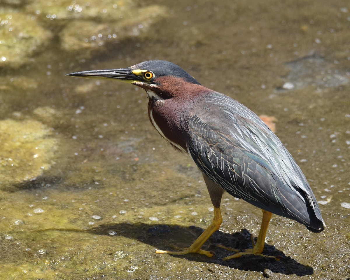 Green Heron - ML638381656