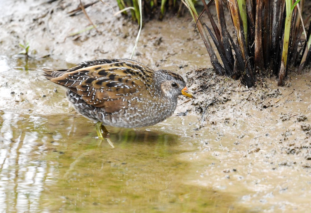 Spotted Crake - ML638381680