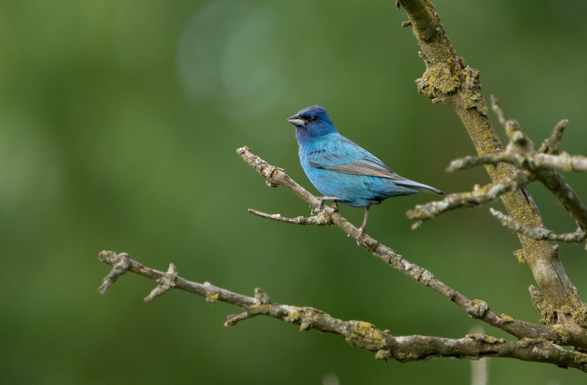 Indigo Bunting - ML638381704