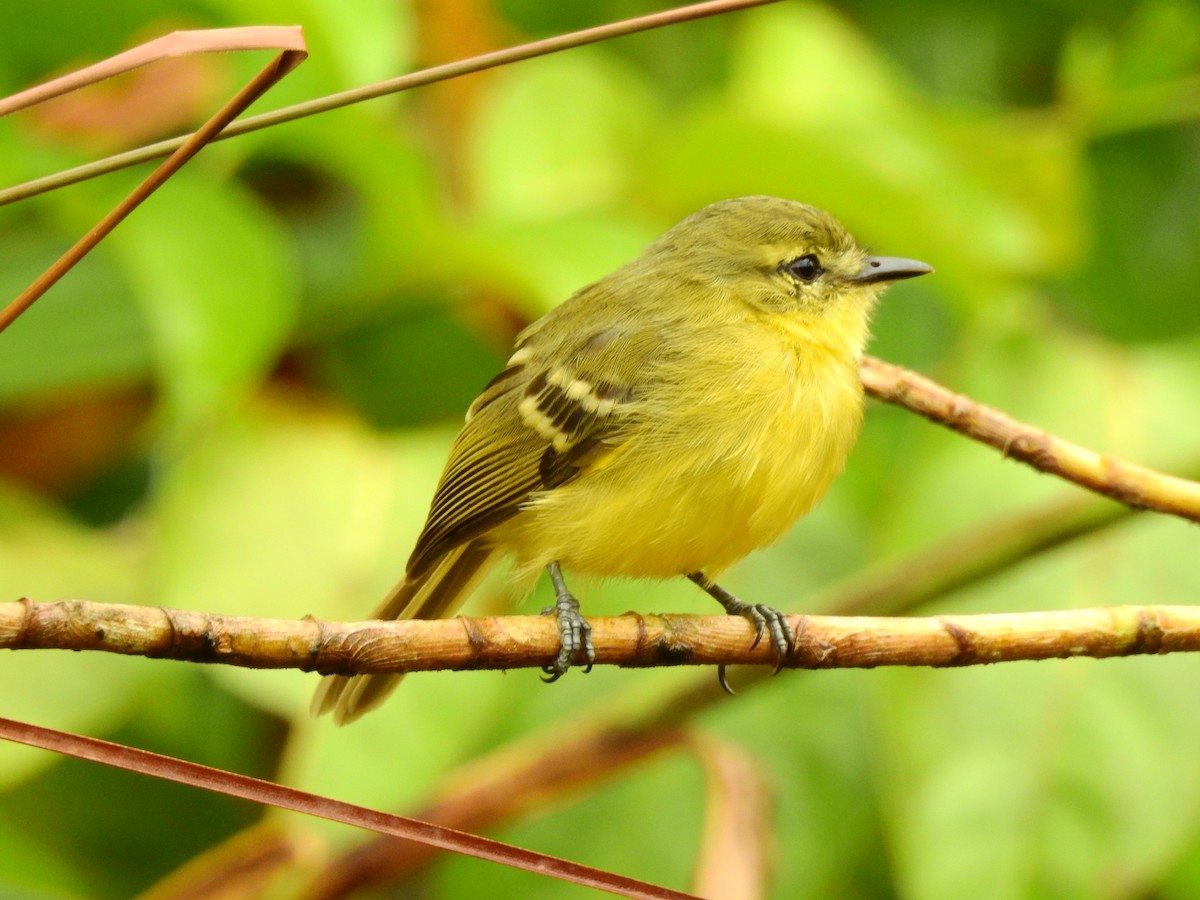 Yellow Tyrannulet - ML638381708