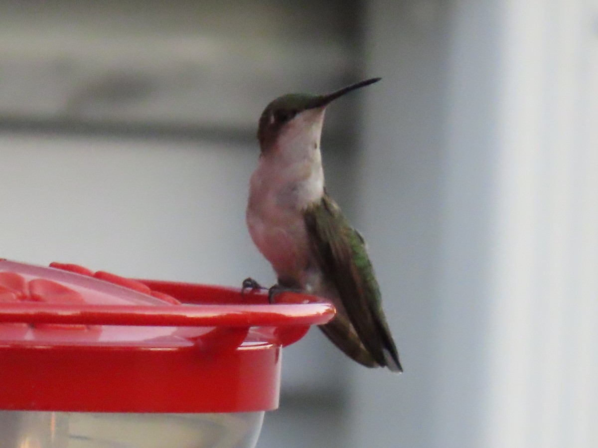 Ruby-throated Hummingbird - ML638381720