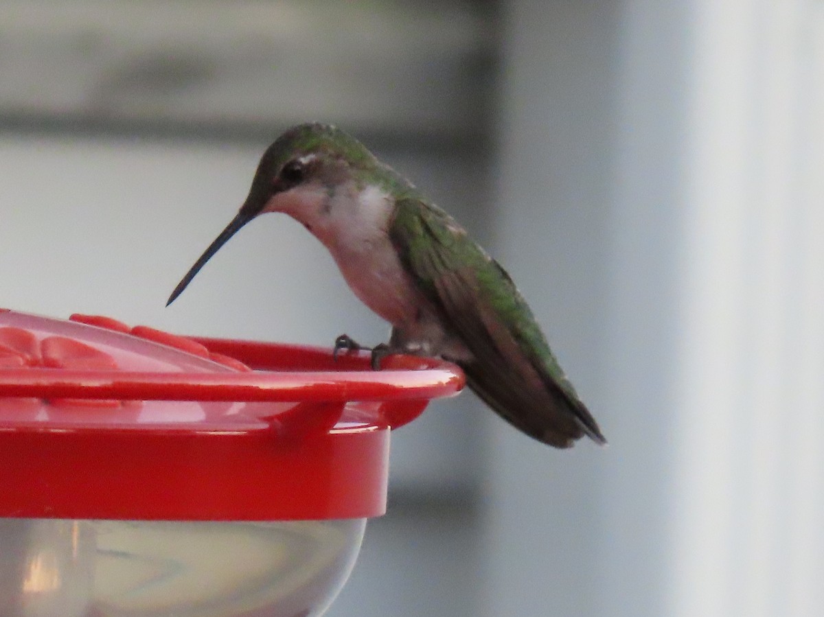 Ruby-throated Hummingbird - ML638381721