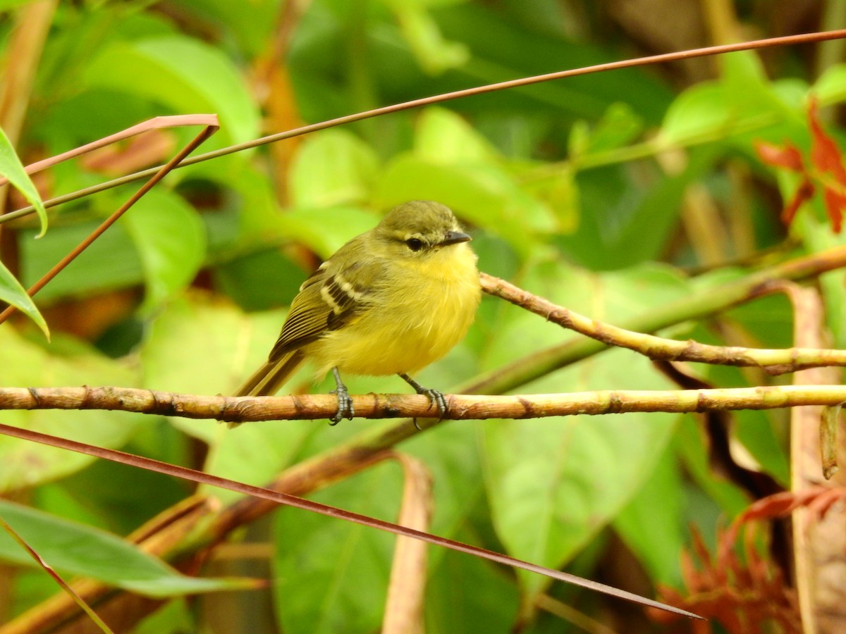 Yellow Tyrannulet - ML638381722