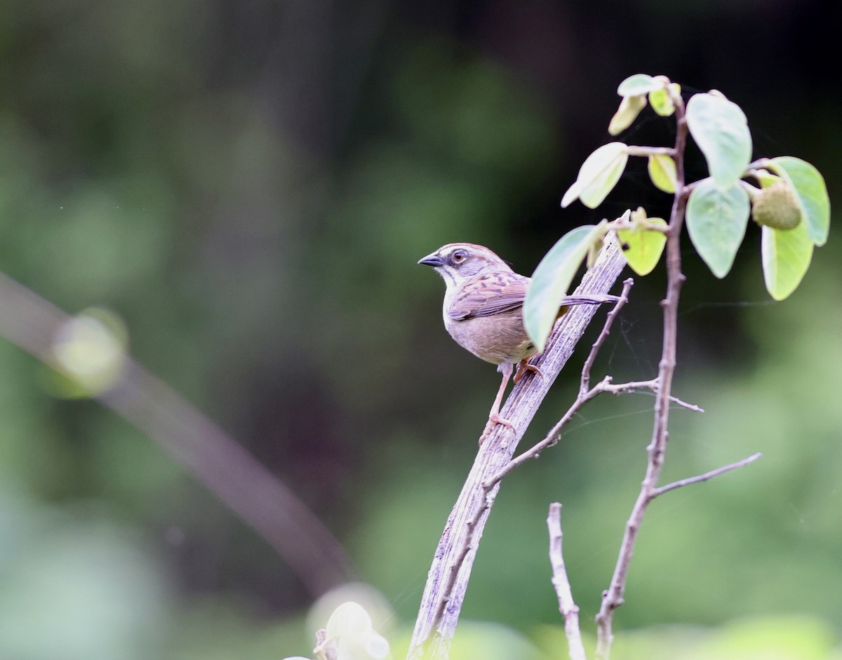 Oaxaca Sparrow - ML638381729