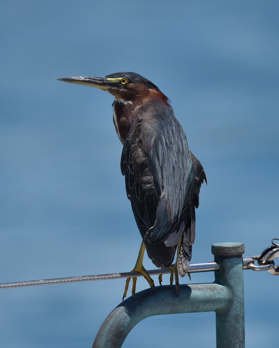 Green Heron - ML638381731