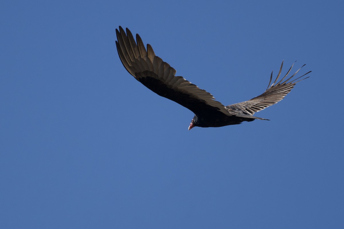 Turkey Vulture - ML638381733