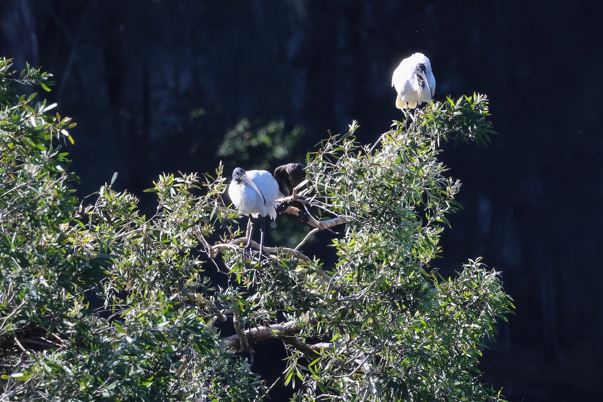 Australian Ibis - ML638381750