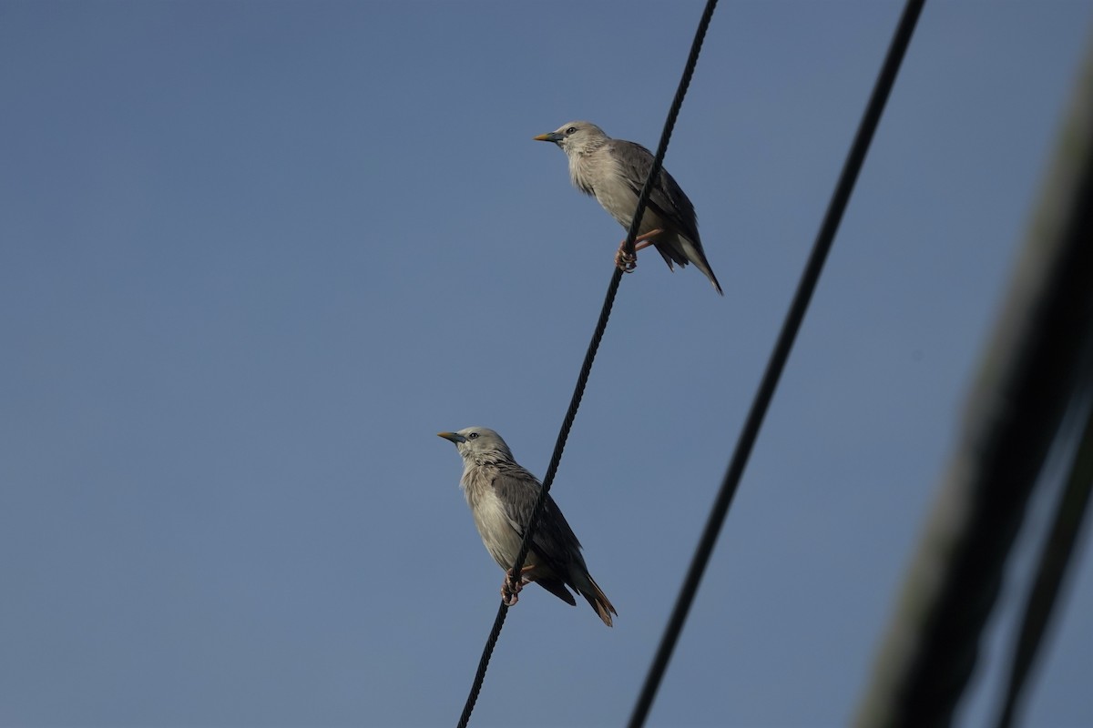 Chestnut-tailed Starling - ML638381757