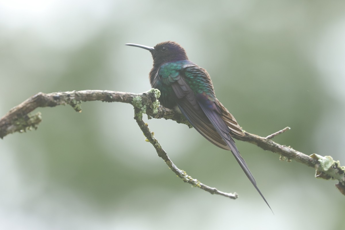 Swallow-tailed Hummingbird - ML638381759