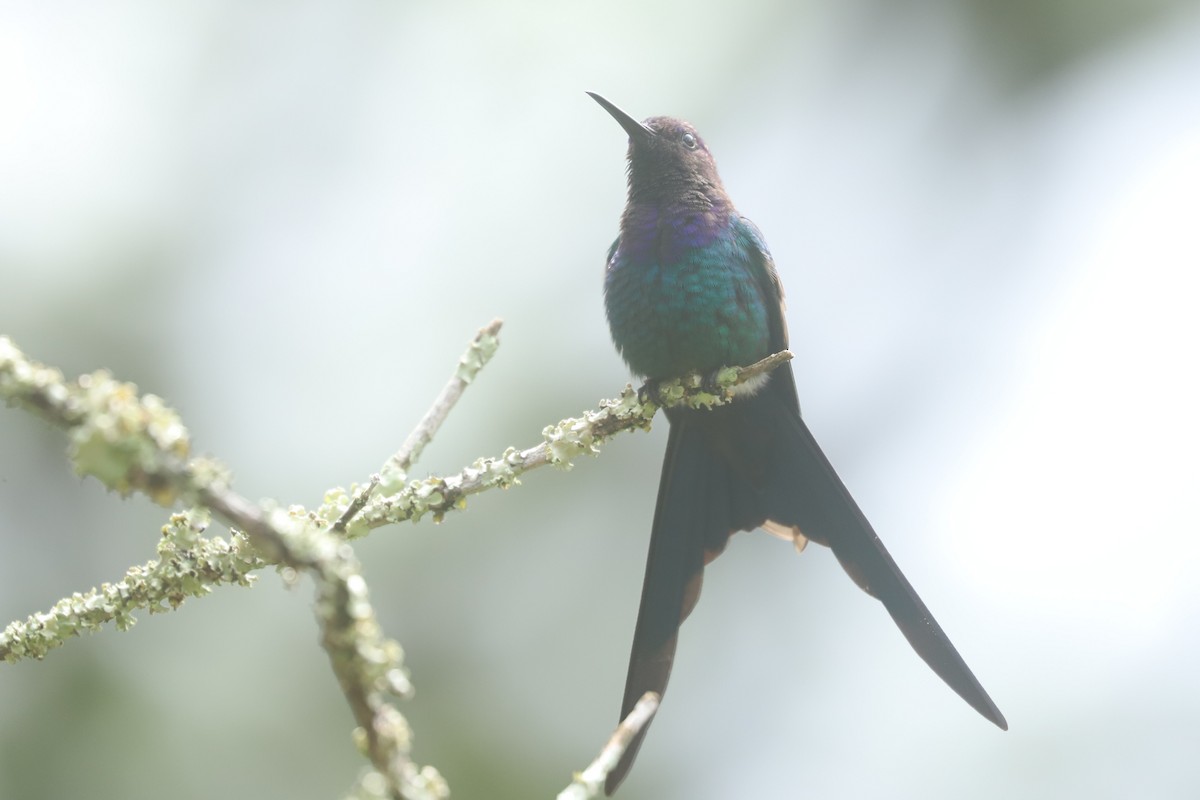 Swallow-tailed Hummingbird - ML638381761