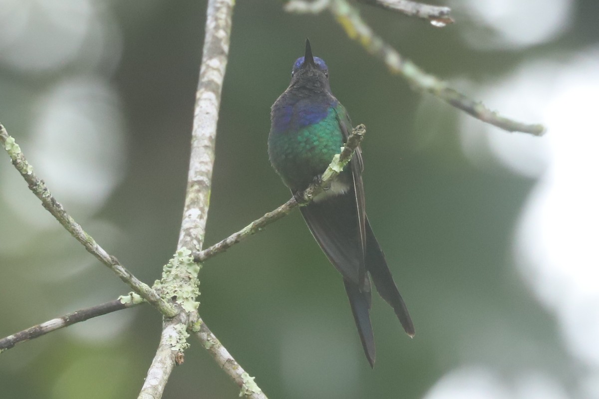 Swallow-tailed Hummingbird - ML638381762