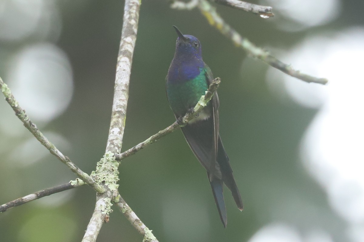 Swallow-tailed Hummingbird - ML638381763