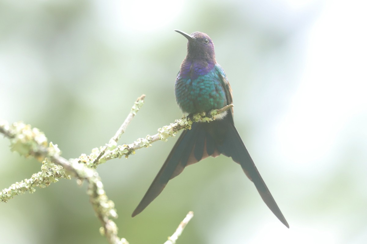 Swallow-tailed Hummingbird - ML638381764