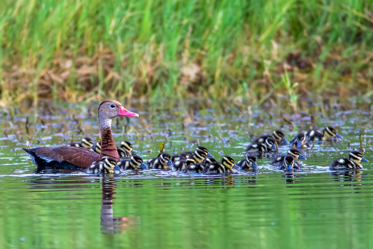 Black-bellied Whistling-Duck - ML638381766