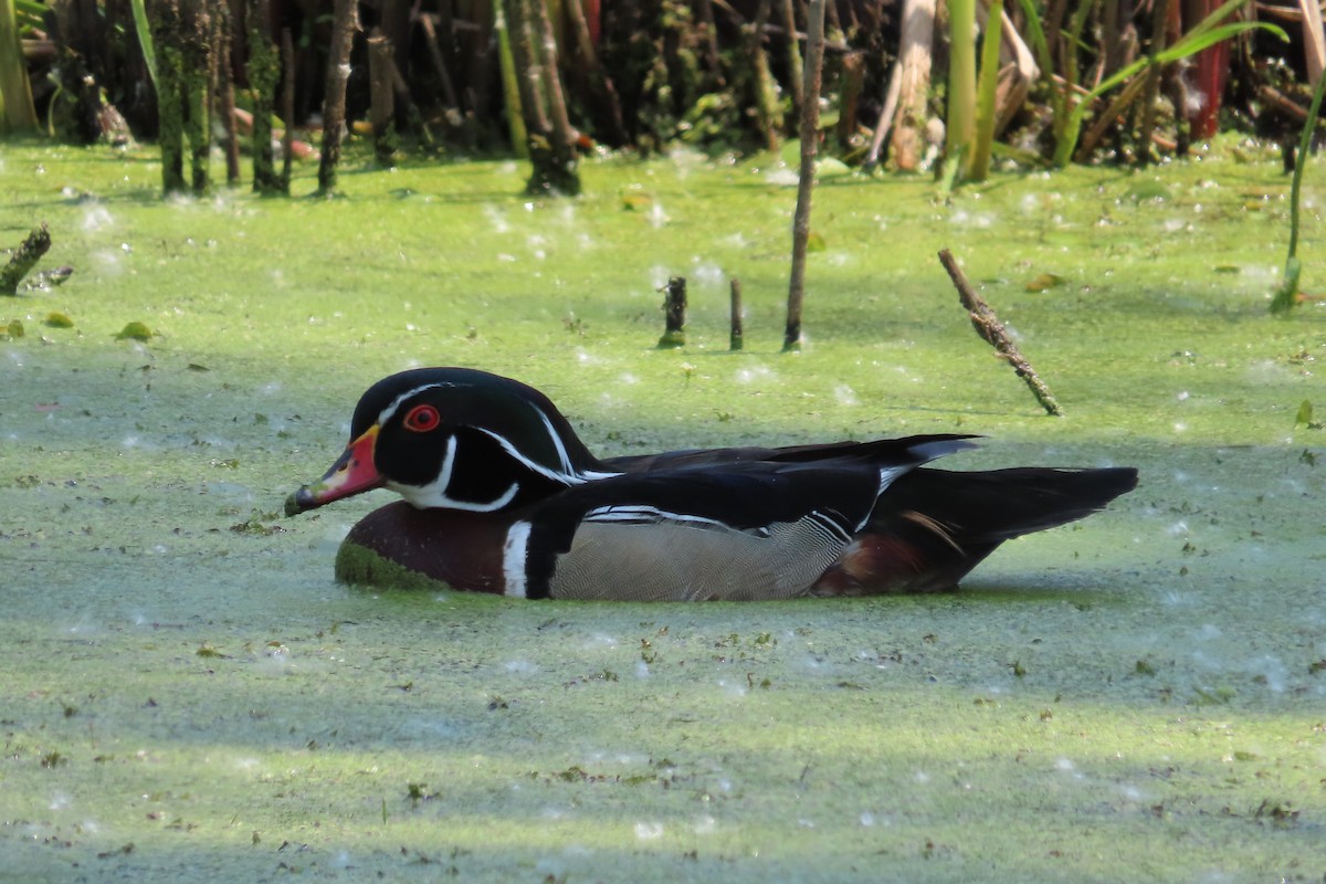 Canard branchu - ML638381789