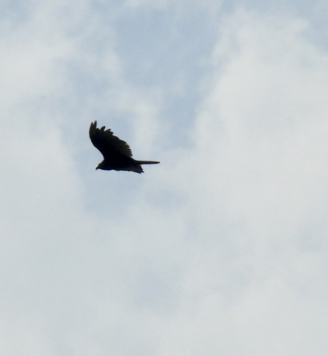Turkey Vulture - ML638381790